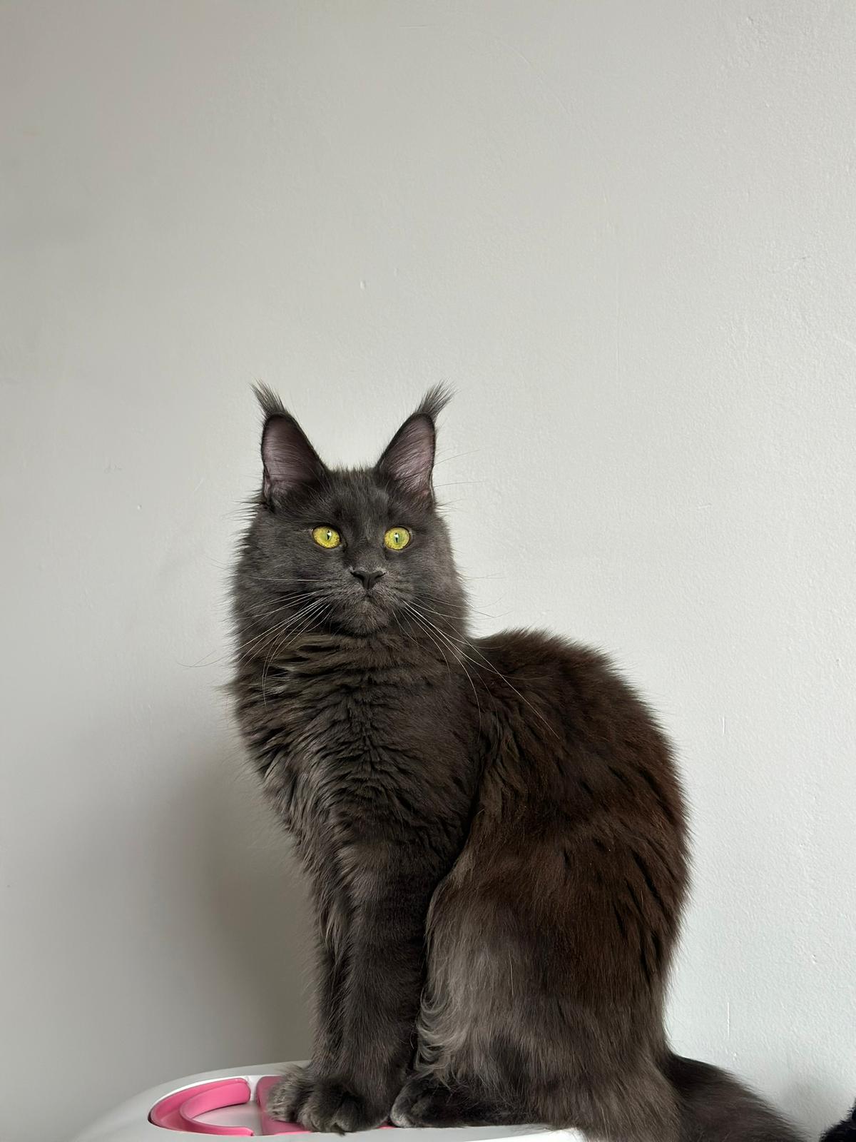 Maine Coon kat van Cattery Juniper – fokkerij in Utrecht Nederland