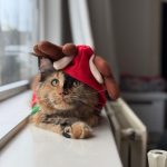 WhatsApp Image 2026-01-04 at 18.21.37 (1)