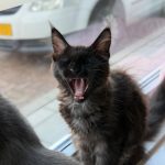 WhatsApp Image 2026-01-04 at 18.21.38 (3)