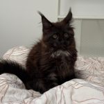 WhatsApp Image 2026-01-04 at 18.21.40 (1)