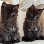 WhatsApp Image 2026-01-04 at 18.21.41 (1)