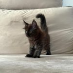 WhatsApp Image 2026-01-04 at 18.21.41