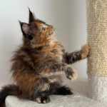 WhatsApp Image 2026-01-04 at 18.21.44